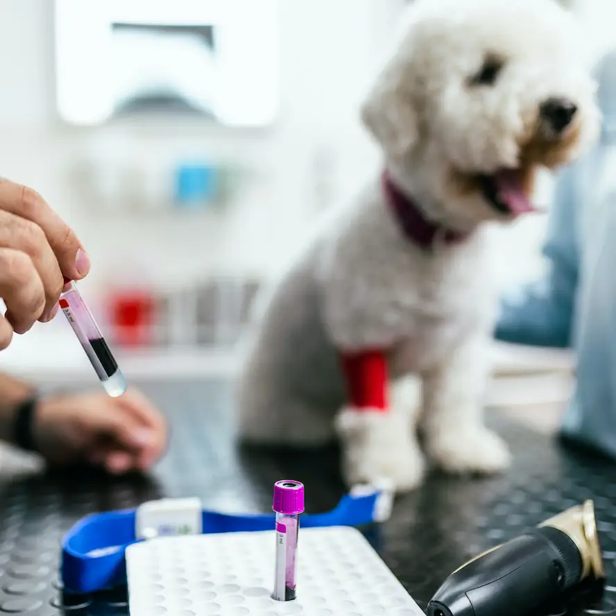 Analize veterinare