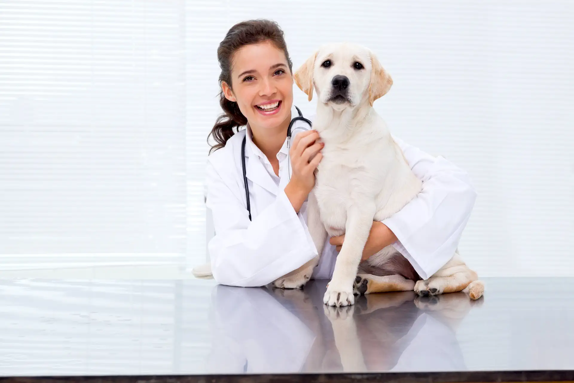 Caine la veterinar