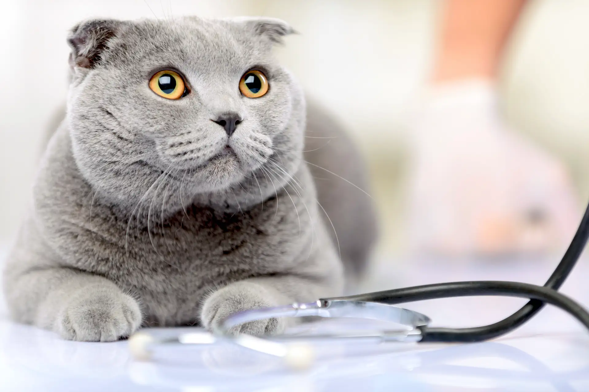 Pisica la veterinar