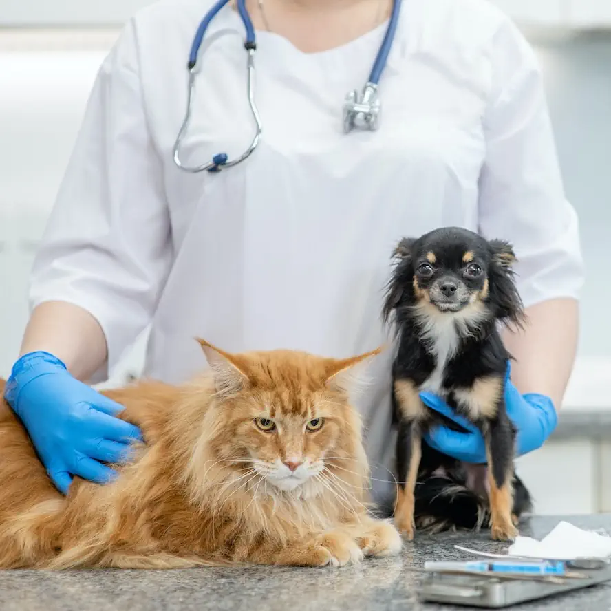 Cardiologie veterinara