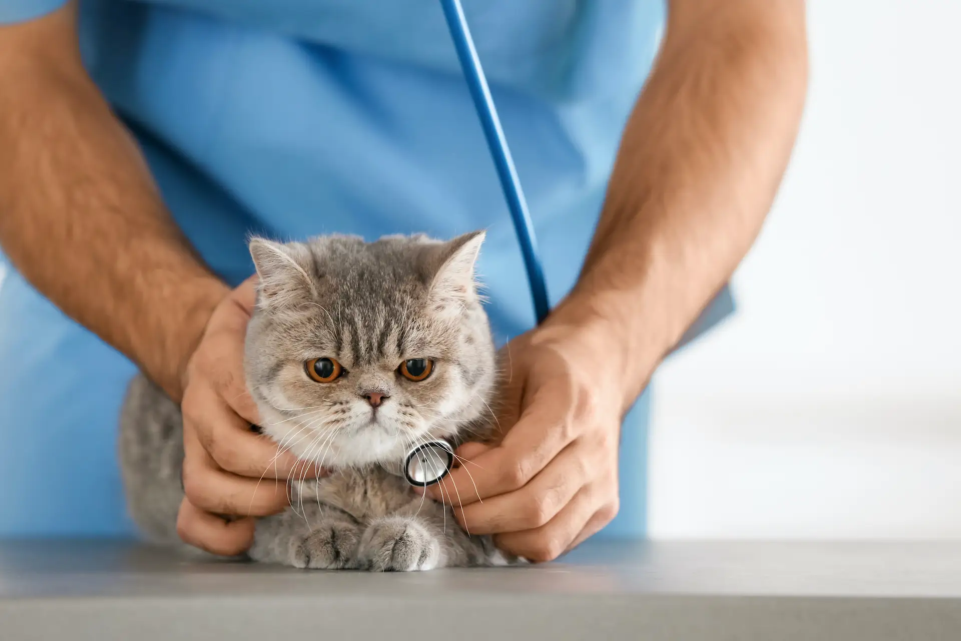 Pisică la veterinar