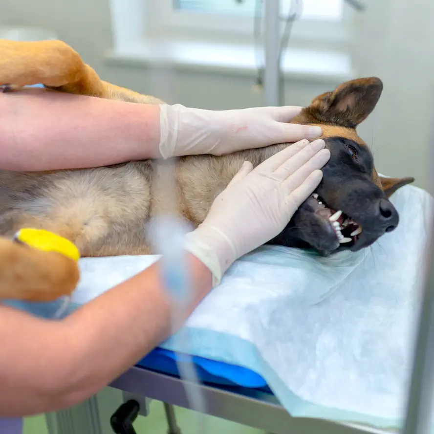 Chirurgie veterinara