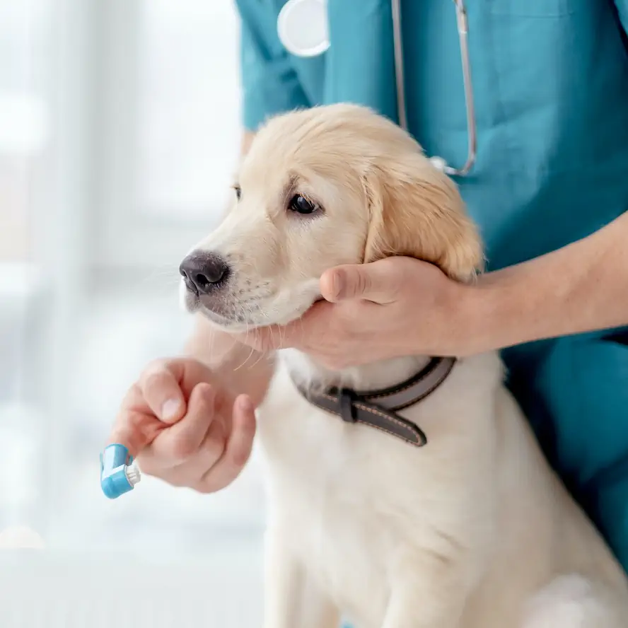 Detartraj veterinar
