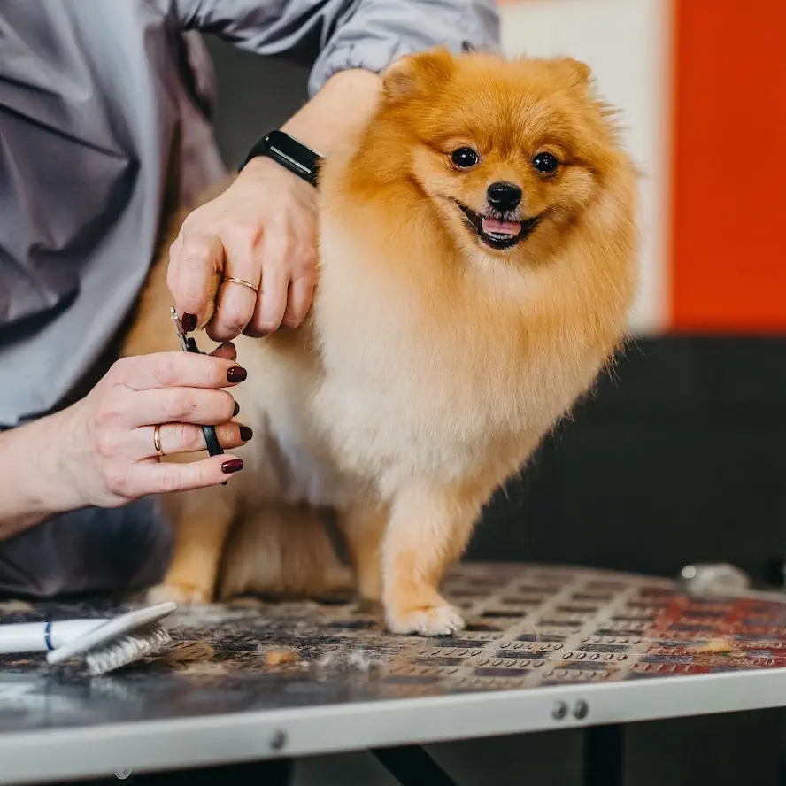 Frizerie si cosmetica canina