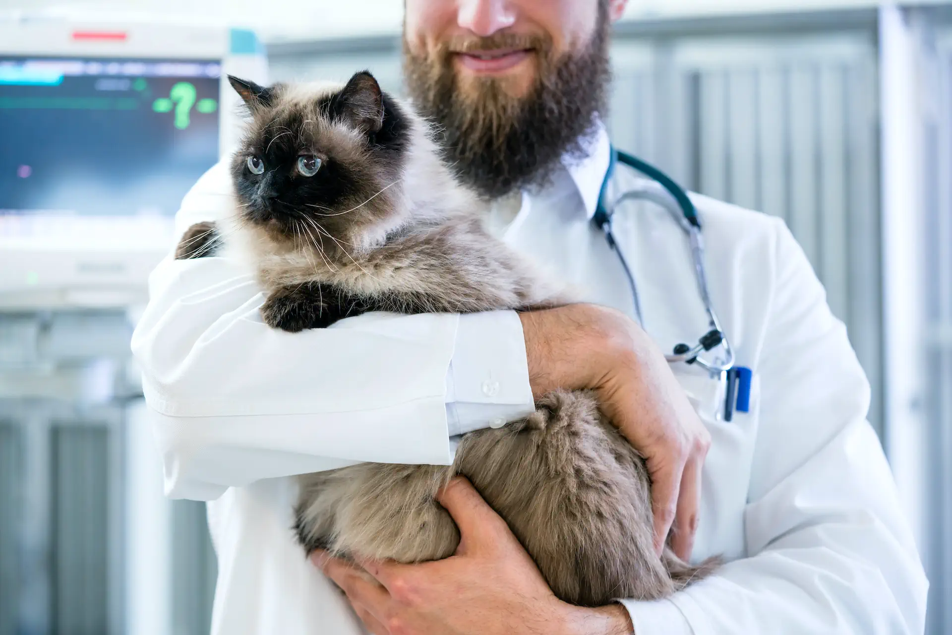 Pisica la veterinar