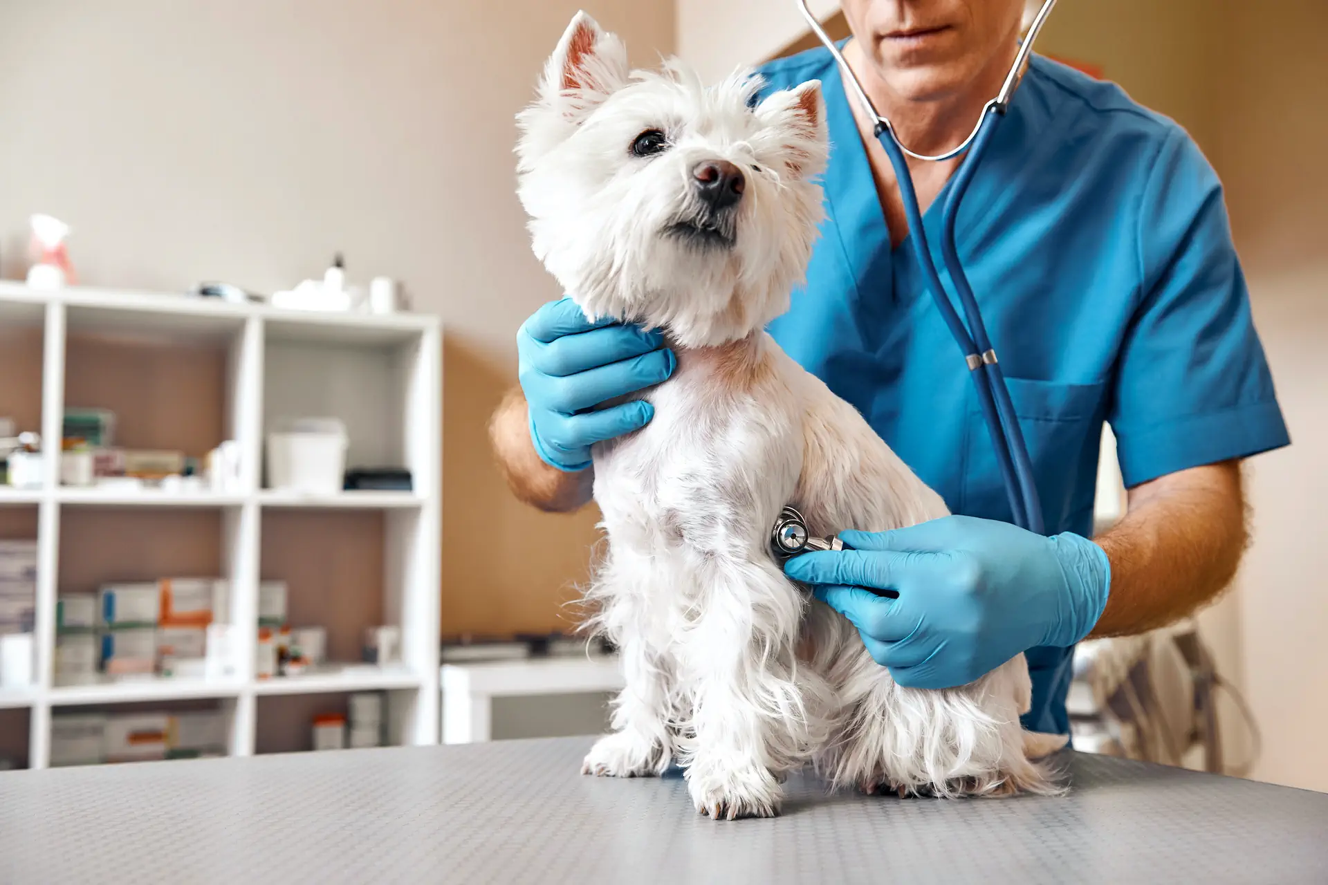 Consult veterinar caine