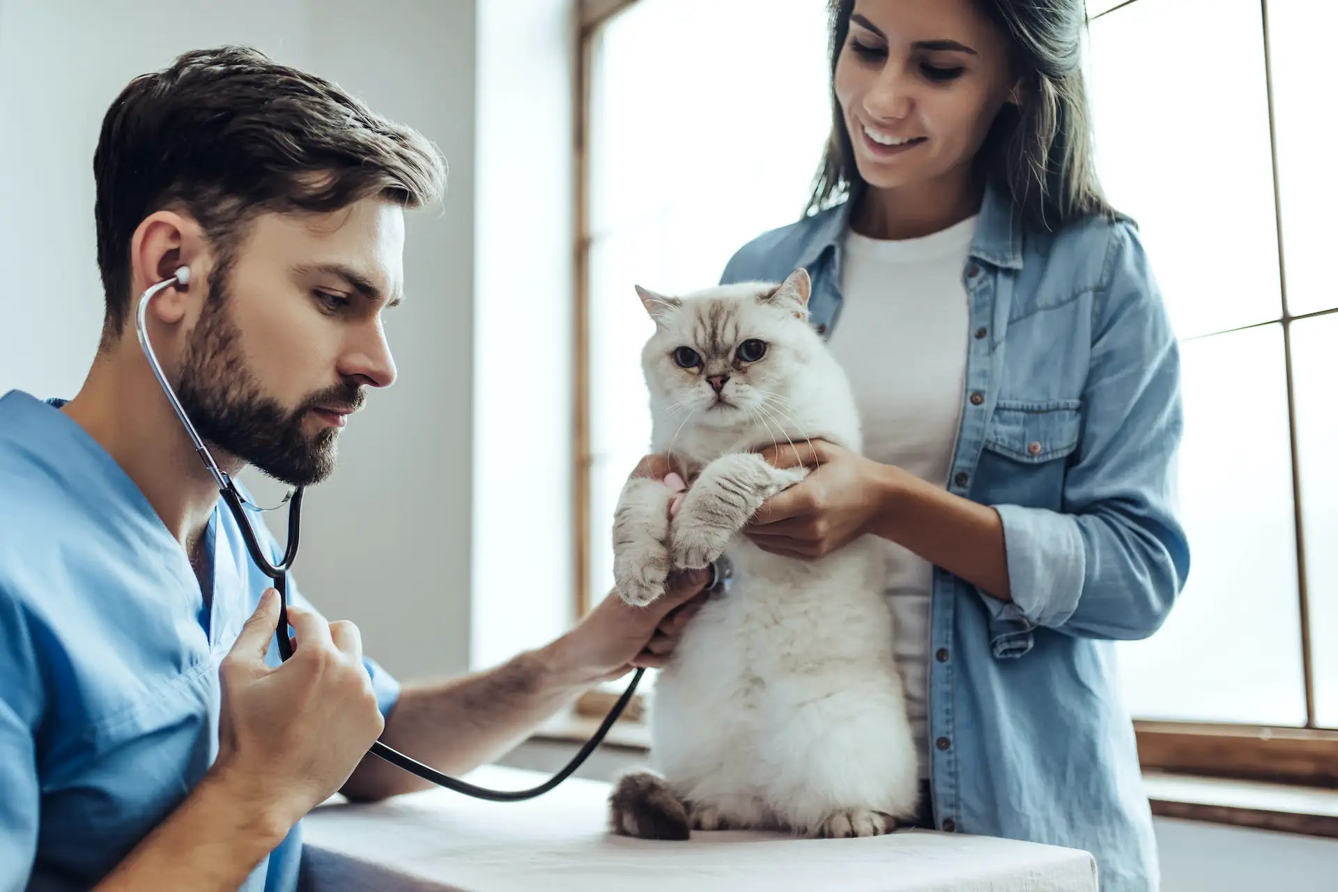 Pisica la un consult veterinar