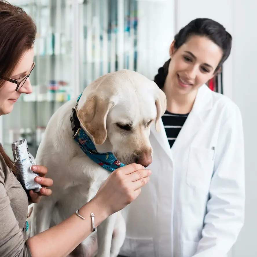 Nefrologie veterinara