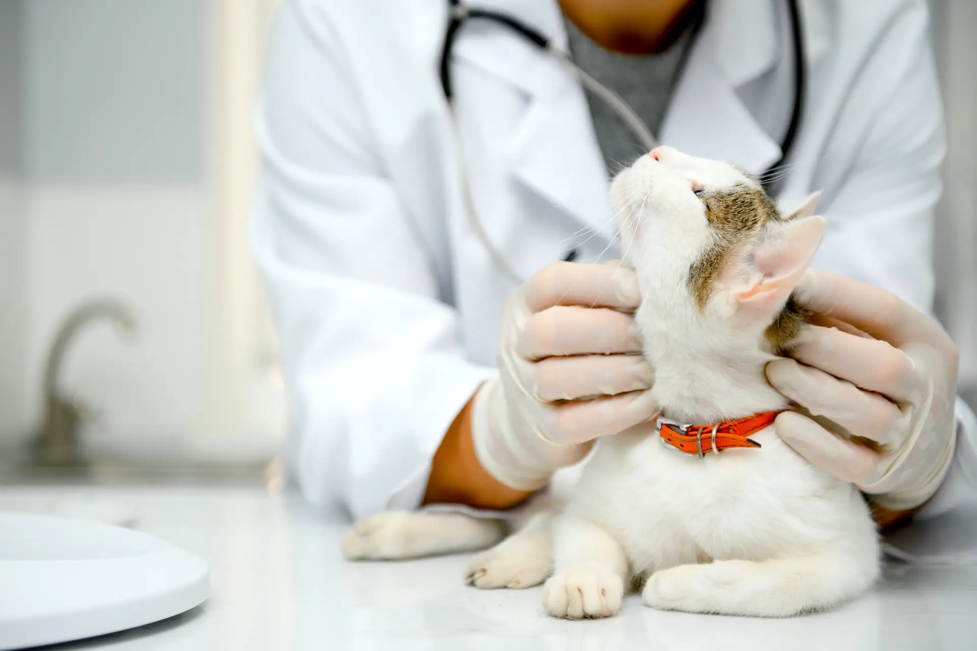 Pisica la veterinar