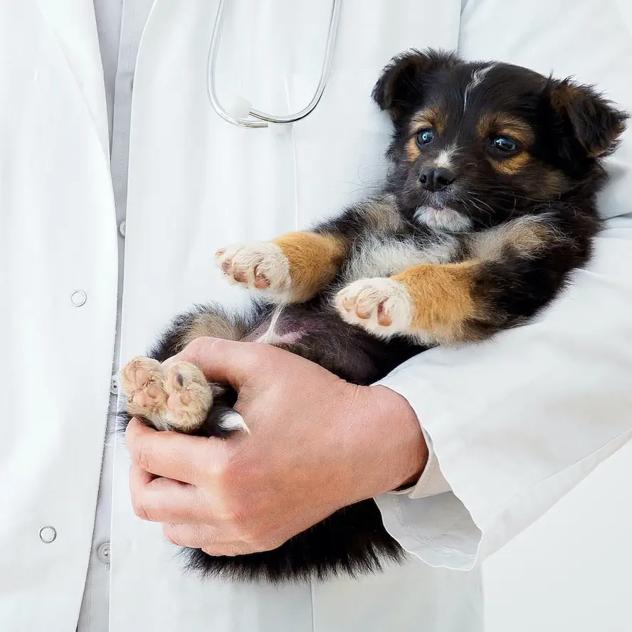 Tratamente vaccinari consultatii veterinare